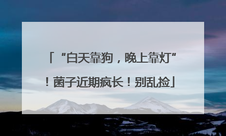 “白天靠狗，晚上靠灯”！菌子近期疯长！别乱捡