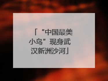 “中国最美小鸟”现身武汉新洲沙河