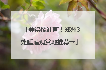 美得像油画！郑州3处睡莲观赏地推荐→