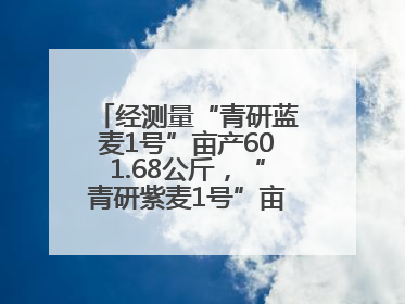 经测量“青研蓝麦1号”亩产601.68公斤，“青研紫麦1号”亩产671公斤