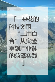 一朵花的科技突围——“三用百合”从实验室到产业链的菏泽实践