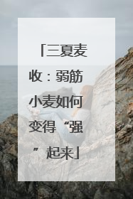 三夏麦收：弱筋小麦如何变得“强”起来