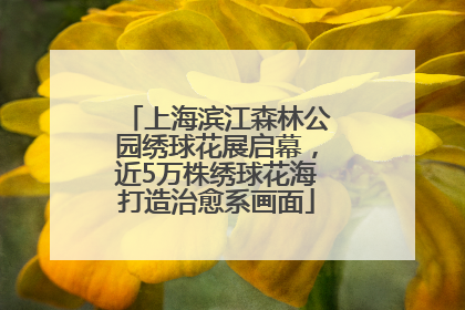 上海滨江森林公园绣球花展启幕，近5万株绣球花海打造治愈系画面