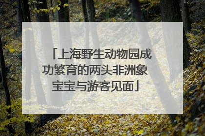 上海野生动物园成功繁育的两头非洲象宝宝与游客见面