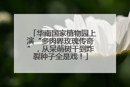 华南国家植物园上演“多肉界玫瑰传奇”，从呆萌树干到炸裂种子全是戏！
