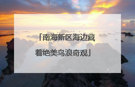 南海新区海边藏着绝美鸟浪奇观