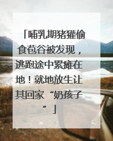 哺乳期猪獾偷食苞谷被发现，逃跑途中累瘫在地！就地放生让其回家“奶孩子”