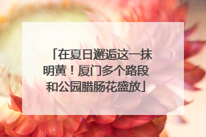 在夏日邂逅这一抹明黄！厦门多个路段和公园腊肠花盛放