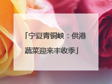 宁夏青铜峡：供港蔬菜迎来丰收季