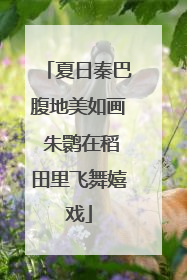 夏日秦巴腹地美如画 朱鹮在稻田里飞舞嬉戏