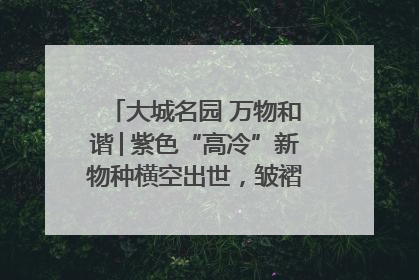 大城名园 万物和谐│紫色“高冷”新物种横空出世，皱褶叶片暗藏进化密码
