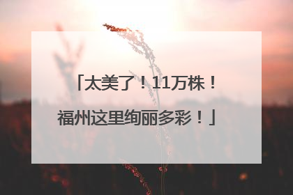 太美了！11万株！福州这里绚丽多彩！