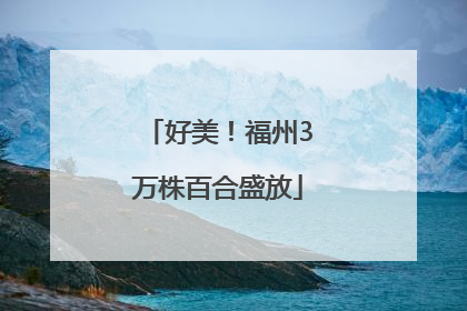 好美！福州3万株百合盛放