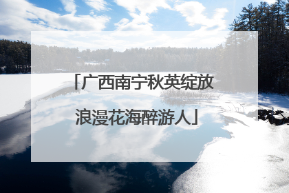 广西南宁秋英绽放 浪漫花海醉游人