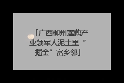 广西柳州莲藕产业领军人泥土里“掘金”富乡邻