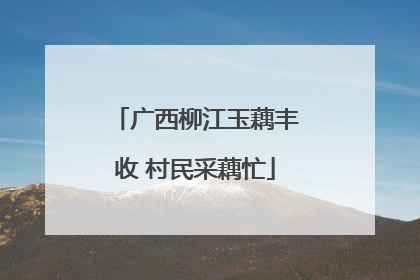 广西柳江玉藕丰收 村民采藕忙