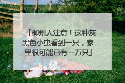 柳州人注意！这种灰黑色小虫看到一只，家里很可能已有一万只
