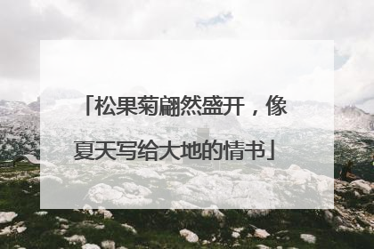 松果菊翩然盛开，像夏天写给大地的情书