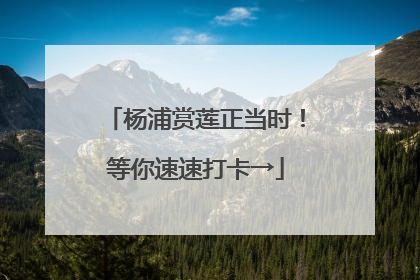 杨浦赏莲正当时！等你速速打卡→