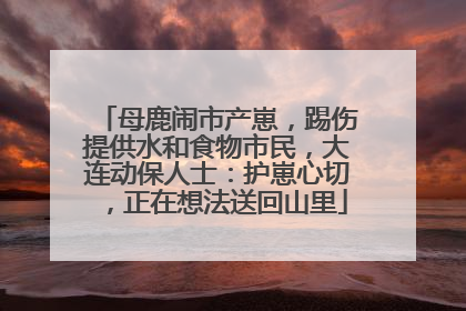 母鹿闹市产崽，踢伤提供水和食物市民，大连动保人士：护崽心切，正在想法送回山里