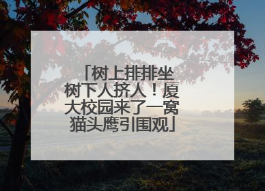 树上排排坐 树下人挤人！厦大校园来了一窝猫头鹰引围观