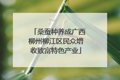 桑蚕种养成广西柳州柳江区民众增收致富特色产业