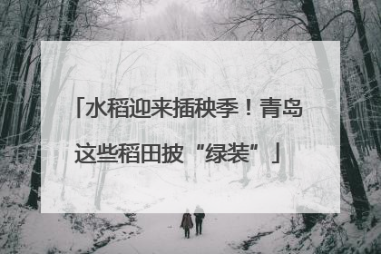 水稻迎来插秧季！青岛这些稻田披“绿装”