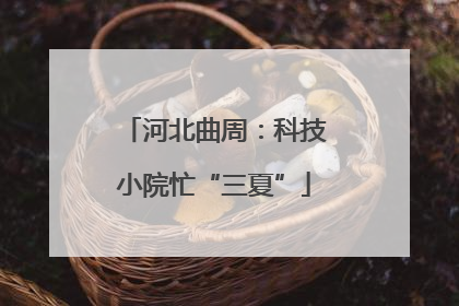 河北曲周：科技小院忙“三夏”