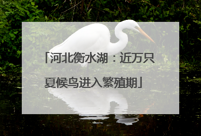 河北衡水湖：近万只夏候鸟进入繁殖期