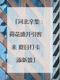 河北辛集：荷花盛开引客来 夏日打卡添新景
