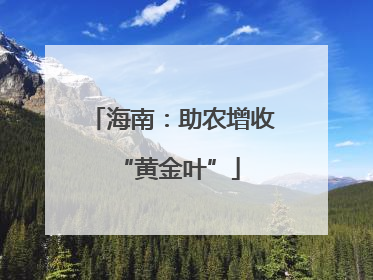 海南：助农增收 “黄金叶”