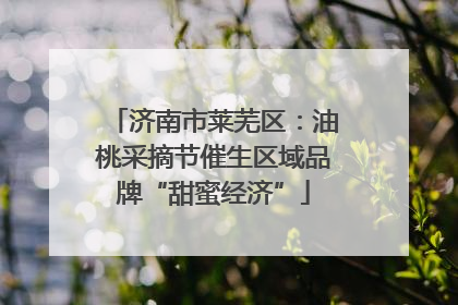 济南市莱芜区：油桃采摘节催生区域品牌“甜蜜经济”
