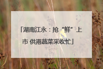 湖南江永：抢“鲜”上市 供港蔬菜采收忙