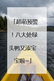 超萌预警！八大处绿头鸭又添宝宝啦~