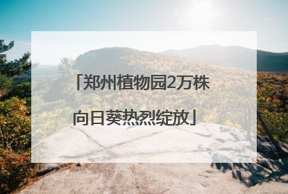 郑州植物园2万株向日葵热烈绽放