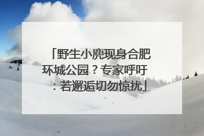 野生小麂现身合肥环城公园？专家呼吁：若邂逅切勿惊扰