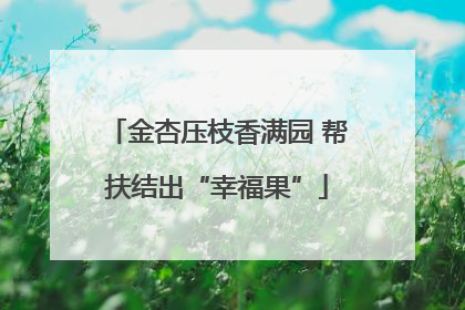 金杏压枝香满园 帮扶结出“幸福果”