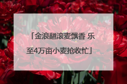 金浪翻滚麦飘香 乐至4万亩小麦抢收忙