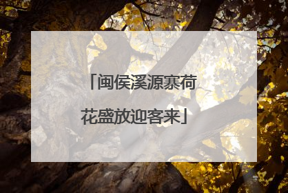 闽侯溪源寨荷花盛放迎客来