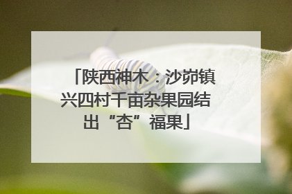 陕西神木：沙峁镇兴四村千亩杂果园结出“杏”福果