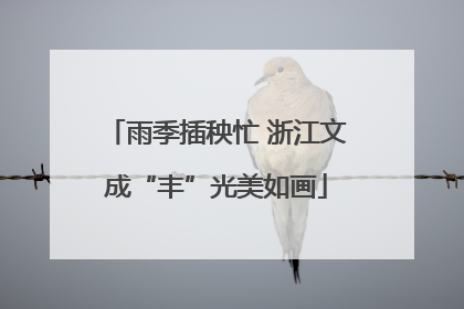 雨季插秧忙 浙江文成“丰”光美如画