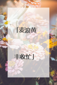 麦浪黄 丰收忙