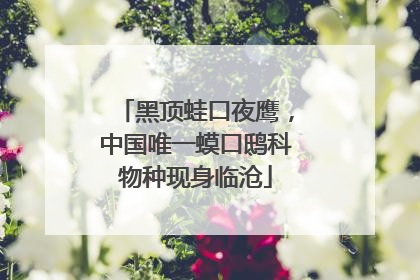 黑顶蛙口夜鹰，中国唯一蟆口鸱科物种现身临沧