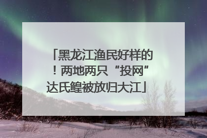 黑龙江渔民好样的！两地两只“投网”达氏鳇被放归大江